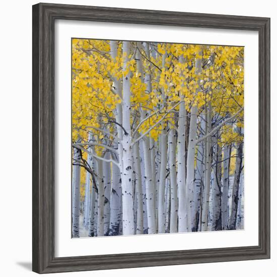 Aspen Trees in a Forest, Boulder Mountain, Utah, Usa-null-Framed Photographic Print