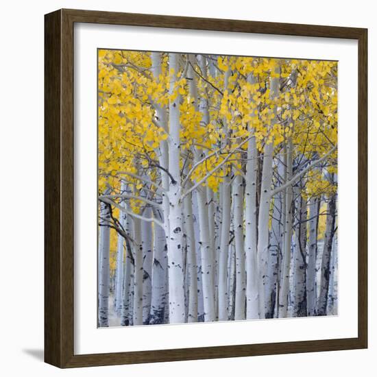 Aspen Trees in a Forest, Boulder Mountain, Utah, Usa-null-Framed Photographic Print