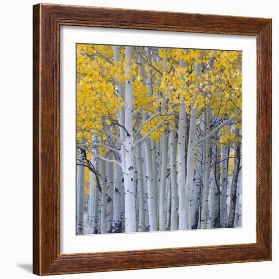 Aspen Trees in a Forest, Boulder Mountain, Utah, Usa-null-Framed Photographic Print