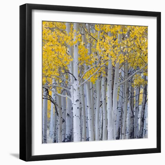 Aspen Trees in a Forest, Boulder Mountain, Utah, Usa-null-Framed Photographic Print