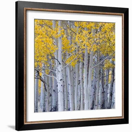 Aspen Trees in a Forest, Boulder Mountain, Utah, Usa--Framed Photographic Print