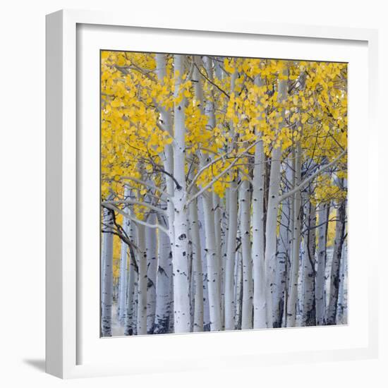 Aspen Trees in a Forest, Boulder Mountain, Utah, Usa-null-Framed Photographic Print