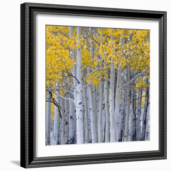 Aspen Trees in a Forest, Boulder Mountain, Utah, Usa-null-Framed Photographic Print