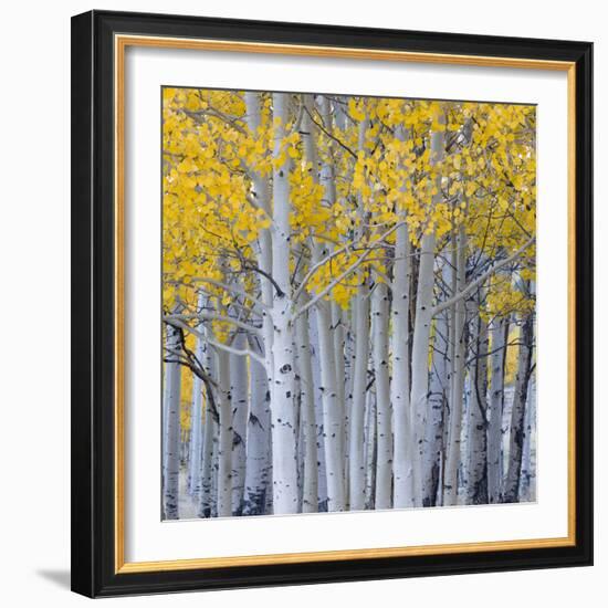 Aspen Trees in a Forest, Boulder Mountain, Utah, Usa-null-Framed Photographic Print