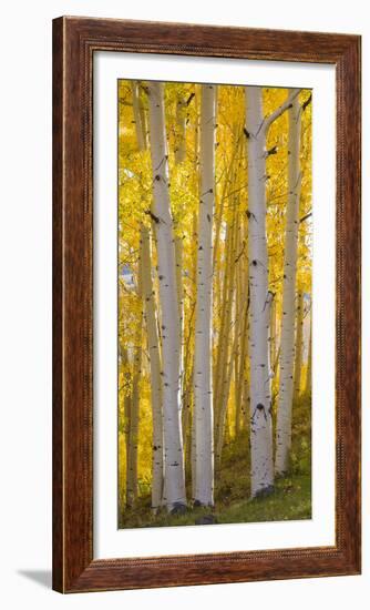 Aspen Trees in a Forest, Boulder Mountain, Utah, Usa-null-Framed Photographic Print