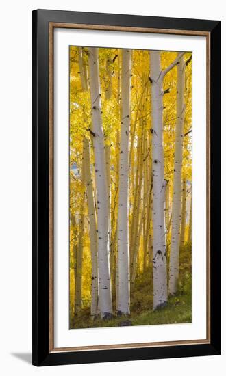 Aspen Trees in a Forest, Boulder Mountain, Utah, Usa-null-Framed Photographic Print