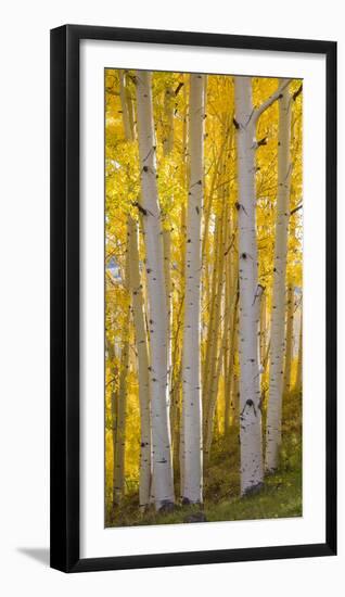 Aspen Trees in a Forest, Boulder Mountain, Utah, Usa-null-Framed Photographic Print