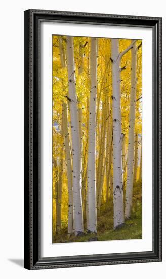 Aspen Trees in a Forest, Boulder Mountain, Utah, Usa-null-Framed Photographic Print