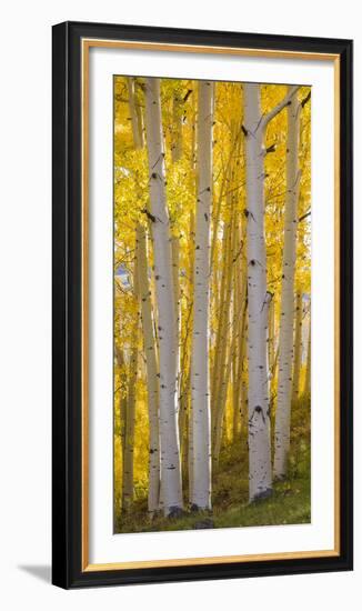 Aspen Trees in a Forest, Boulder Mountain, Utah, Usa-null-Framed Photographic Print