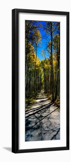 Aspen Trees in a Forest, Californian Sierra Nevada, California, USA-null-Framed Photographic Print
