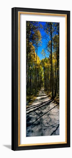 Aspen Trees in a Forest, Californian Sierra Nevada, California, USA-null-Framed Photographic Print