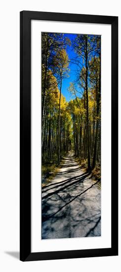 Aspen Trees in a Forest, Californian Sierra Nevada, California, USA-null-Framed Photographic Print