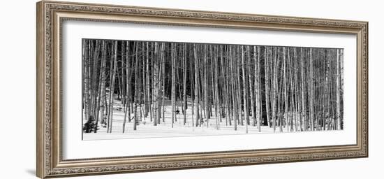 Aspen Trees in a Forest, Chama, New Mexico, USA-null-Framed Photographic Print