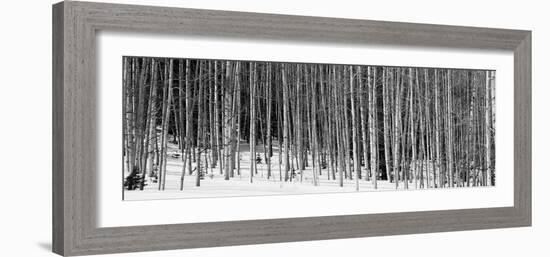 Aspen Trees in a Forest, Chama, New Mexico, USA-null-Framed Photographic Print