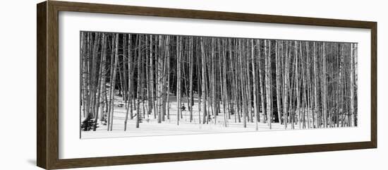 Aspen Trees in a Forest, Chama, New Mexico, USA-null-Framed Photographic Print