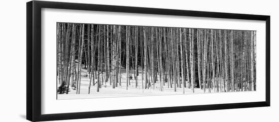 Aspen Trees in a Forest, Chama, New Mexico, USA-null-Framed Photographic Print