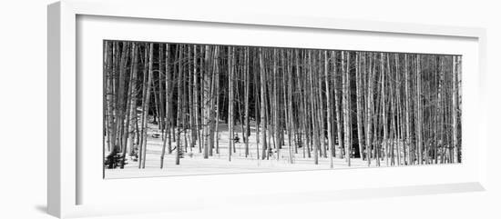 Aspen Trees in a Forest, Chama, New Mexico, USA-null-Framed Photographic Print