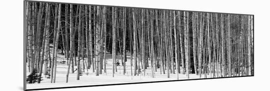 Aspen Trees in a Forest, Chama, New Mexico, USA-null-Mounted Photographic Print