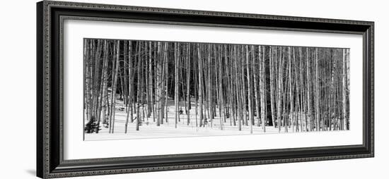 Aspen Trees in a Forest, Chama, New Mexico, USA-null-Framed Photographic Print