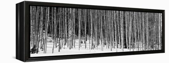 Aspen Trees in a Forest, Chama, New Mexico, USA-null-Framed Premier Image Canvas