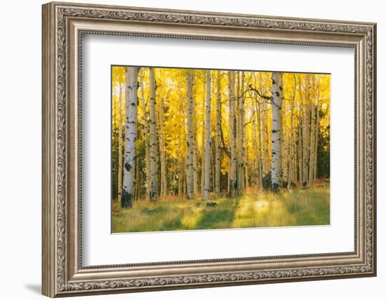 Aspen trees in a forest, Coconino National Forest, Arizona, USA-null-Framed Photographic Print