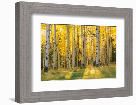 Aspen trees in a forest, Coconino National Forest, Arizona, USA-null-Framed Photographic Print