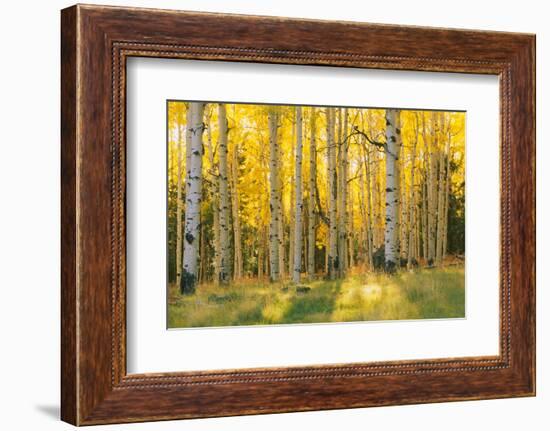 Aspen trees in a forest, Coconino National Forest, Arizona, USA-null-Framed Photographic Print