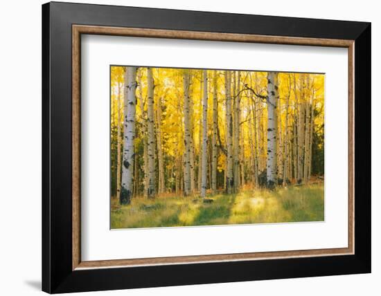 Aspen trees in a forest, Coconino National Forest, Arizona, USA-null-Framed Photographic Print