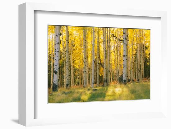 Aspen trees in a forest, Coconino National Forest, Arizona, USA-null-Framed Photographic Print