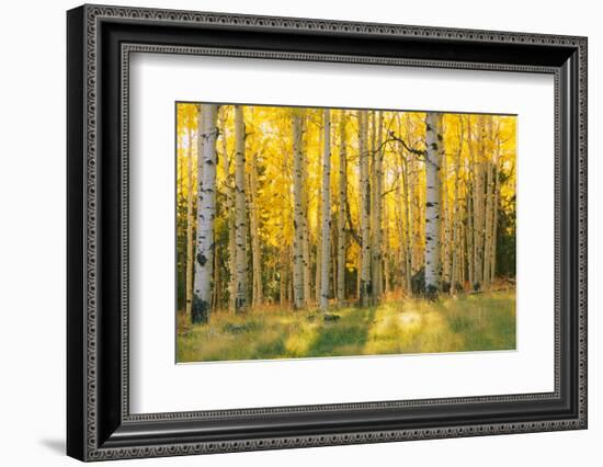 Aspen trees in a forest, Coconino National Forest, Arizona, USA-null-Framed Photographic Print