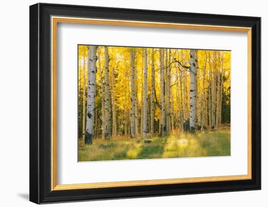 Aspen trees in a forest, Coconino National Forest, Arizona, USA-null-Framed Photographic Print