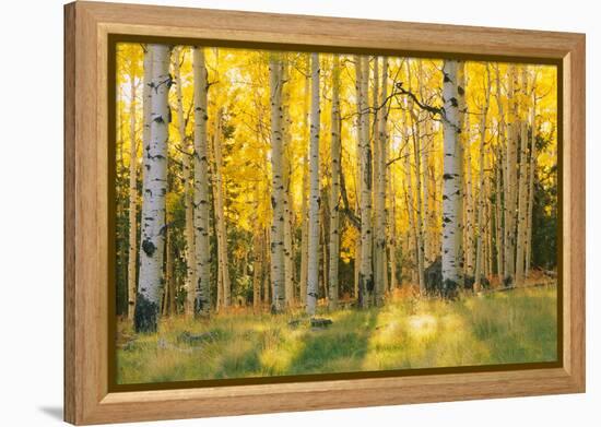 Aspen trees in a forest, Coconino National Forest, Arizona, USA-null-Framed Premier Image Canvas