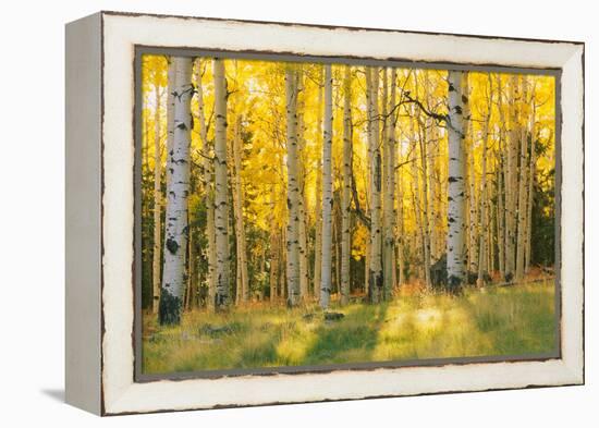 Aspen trees in a forest, Coconino National Forest, Arizona, USA-null-Framed Premier Image Canvas