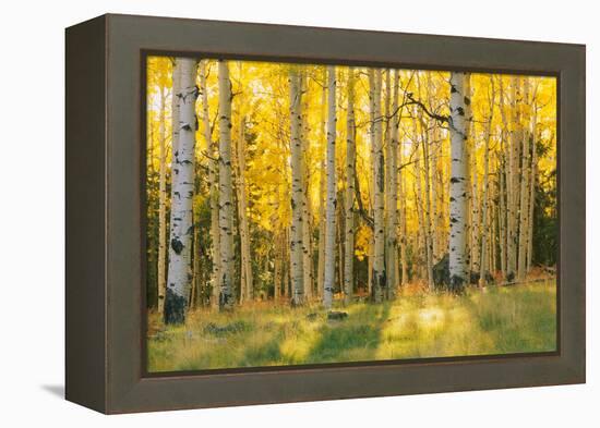 Aspen trees in a forest, Coconino National Forest, Arizona, USA-null-Framed Premier Image Canvas