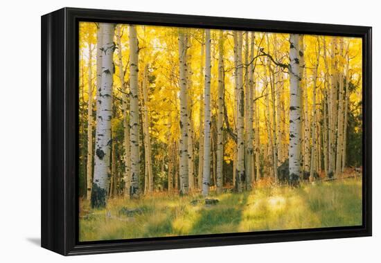 Aspen trees in a forest, Coconino National Forest, Arizona, USA-null-Framed Premier Image Canvas