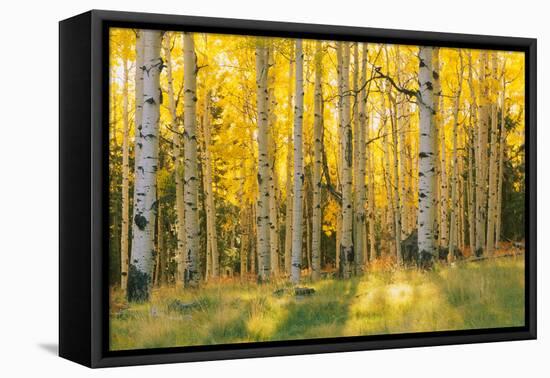 Aspen trees in a forest, Coconino National Forest, Arizona, USA-null-Framed Premier Image Canvas