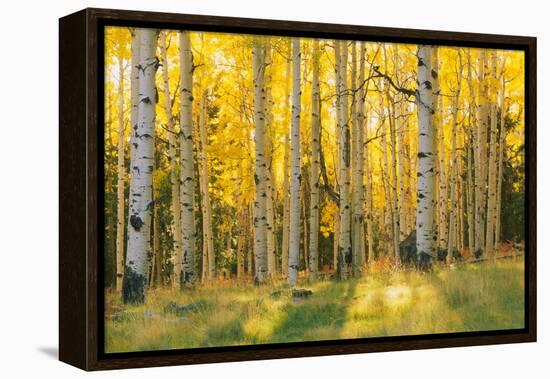 Aspen trees in a forest, Coconino National Forest, Arizona, USA-null-Framed Premier Image Canvas