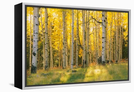 Aspen trees in a forest, Coconino National Forest, Arizona, USA-null-Framed Premier Image Canvas