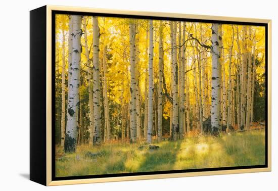 Aspen trees in a forest, Coconino National Forest, Arizona, USA-null-Framed Premier Image Canvas