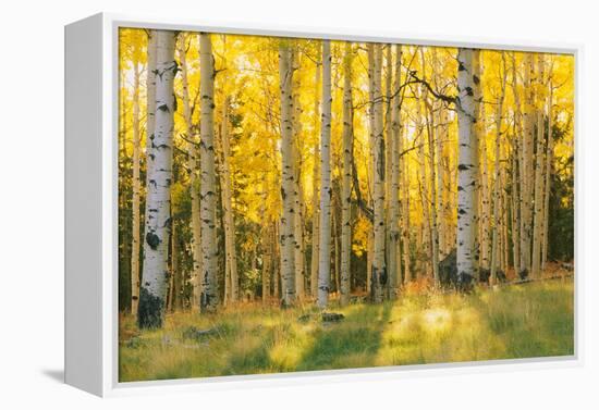 Aspen trees in a forest, Coconino National Forest, Arizona, USA-null-Framed Premier Image Canvas