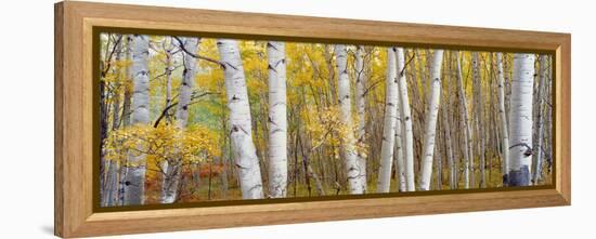 Aspen Trees in a Forest, Colorado, USA-null-Framed Premier Image Canvas