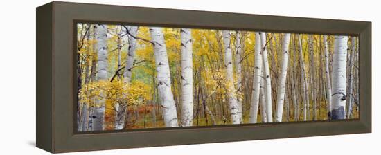 Aspen Trees in a Forest, Colorado, USA-null-Framed Premier Image Canvas