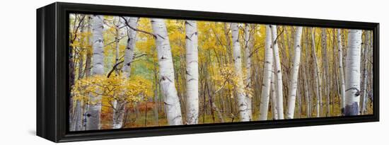 Aspen Trees in a Forest, Colorado, USA-null-Framed Premier Image Canvas