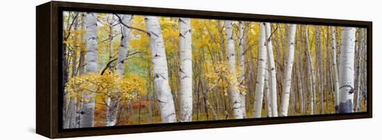 Aspen Trees in a Forest, Colorado, USA-null-Framed Premier Image Canvas