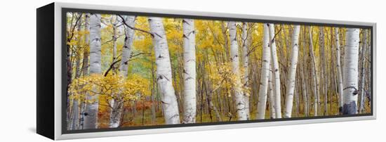 Aspen Trees in a Forest, Colorado, USA-null-Framed Premier Image Canvas