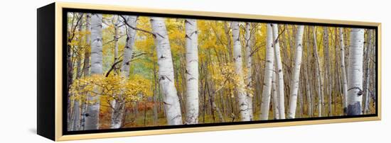 Aspen Trees in a Forest, Colorado, USA-null-Framed Premier Image Canvas