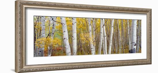 Aspen Trees in a Forest, Colorado, USA-null-Framed Premium Photographic Print