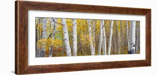 Aspen Trees in a Forest, Colorado, USA-null-Framed Premium Photographic Print