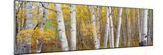 Premium Photographic Print