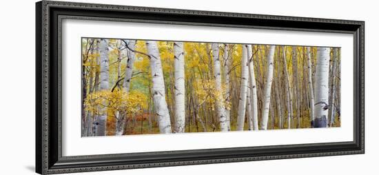 Aspen Trees in a Forest, Colorado, USA-null-Framed Premium Photographic Print